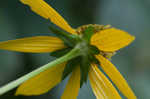 Cutleaf coneflower